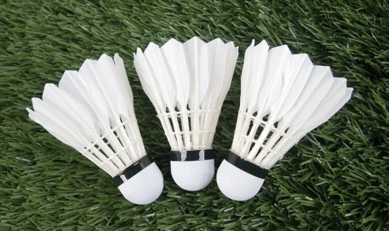 cầu lông tại M88